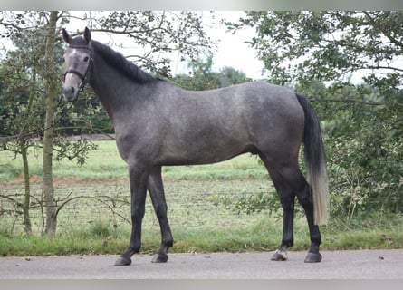 Zangersheide, Caballo castrado, 4 años, 167 cm, Tordo