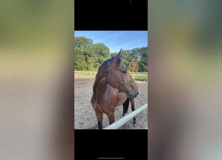 Zangersheide, Caballo castrado, 4 años, 168 cm, Castaño