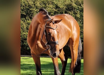 Zangersheide, Caballo castrado, 4 años, 168 cm, Castaño