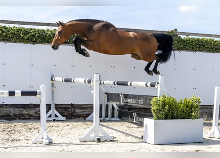 Zangersheide, Caballo castrado, 4 años, 168 cm, Castaño