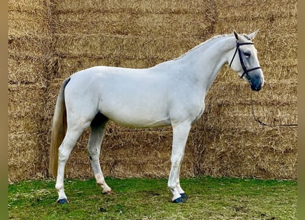 Zangersheide, Caballo castrado, 4 años, 168 cm, Tordo