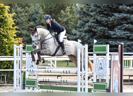 Zangersheide, Caballo castrado, 4 años, 168 cm, Tordo