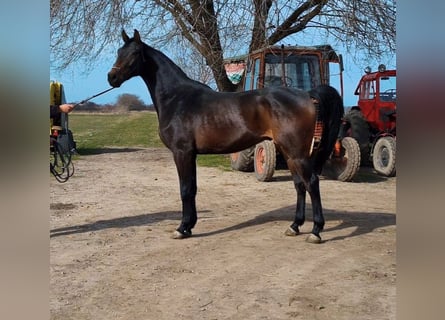 Zangersheide, Caballo castrado, 4 años, 169 cm, Castaño oscuro