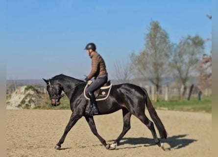 Zangersheide, Caballo castrado, 4 años, 169 cm, Castaño oscuro