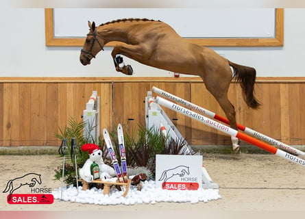 Zangersheide, Caballo castrado, 4 años, 170 cm