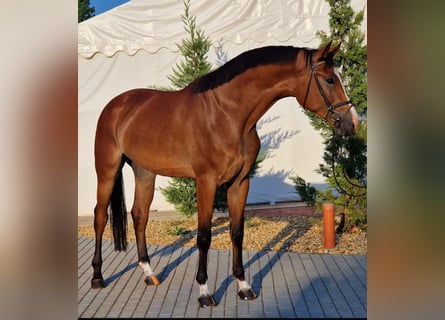 Zangersheide, Caballo castrado, 4 años, 170 cm, Castaño