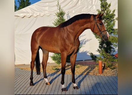 Zangersheide, Caballo castrado, 4 años, 170 cm, Castaño