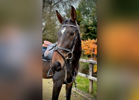 Zangersheide, Caballo castrado, 4 años, 170 cm, Castaño oscuro