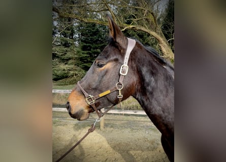 Zangersheide, Caballo castrado, 4 años, 170 cm, Castaño oscuro