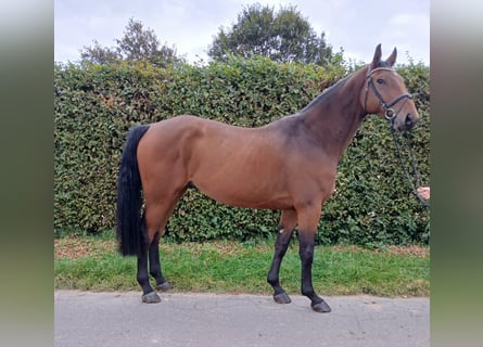 Zangersheide, Caballo castrado, 4 años, 171 cm, Castaño