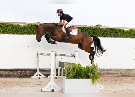 Zangersheide, Caballo castrado, 4 años, 171 cm, Castaño