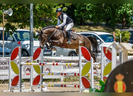 Zangersheide, Caballo castrado, 4 años, 172 cm, Castaño