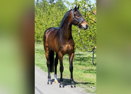 Zangersheide, Caballo castrado, 4 años, 172 cm, Castaño rojizo