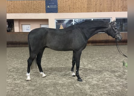 Zangersheide, Caballo castrado, 4 años, 173 cm, Tordo