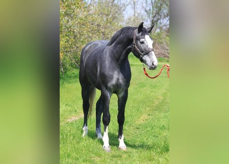 Zangersheide, Caballo castrado, 4 años, 173 cm, Tordo