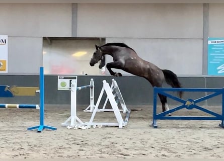 Zangersheide, Caballo castrado, 4 años, 178 cm, Musgo marrón