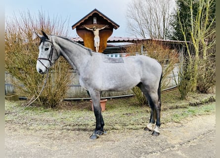 Zangersheide, Caballo castrado, 4 años, 178 cm, Tordo rodado