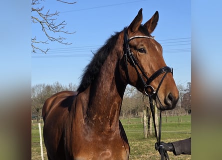 Zangersheide, Caballo castrado, 4 años, 180 cm, Castaño