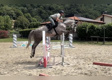 Zangersheide, Caballo castrado, 4 años, Tordo