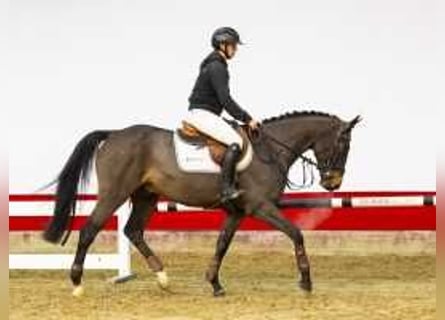 Zangersheide, Caballo castrado, 5 años, 160 cm, Castaño oscuro