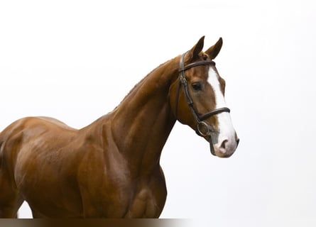 Zangersheide, Caballo castrado, 5 años, 163 cm, Alazán