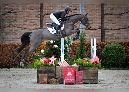 Zangersheide, Caballo castrado, 5 años, 163 cm, Castaño oscuro