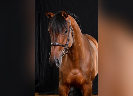 Zangersheide, Caballo castrado, 5 años, 164 cm, Castaño oscuro