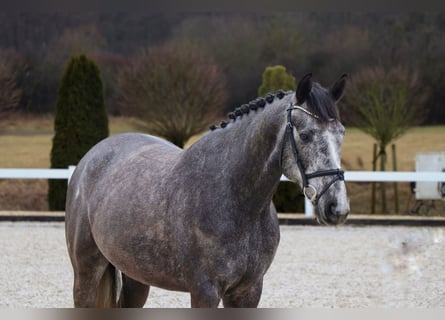 Zangersheide, Caballo castrado, 5 años, 164 cm, Tordillo negro