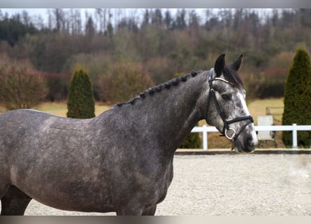 Zangersheide, Caballo castrado, 5 años, 164 cm, Tordillo negro