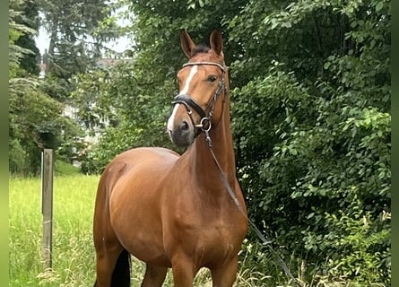 Zangersheide, Caballo castrado, 5 años, 165 cm, Castaño