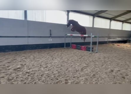 Zangersheide, Caballo castrado, 5 años, 166 cm, Alazán