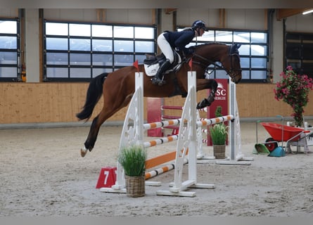 Zangersheide, Caballo castrado, 5 años, 167 cm, Castaño