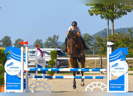 Zangersheide, Caballo castrado, 5 años, 167 cm, Castaño oscuro