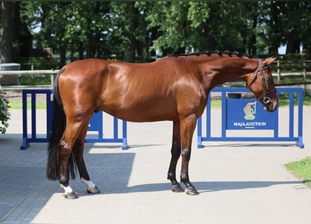 Zangersheide, Caballo castrado, 5 años, 168 cm, Castaño