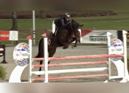 Zangersheide, Caballo castrado, 5 años, 169 cm, Castaño oscuro