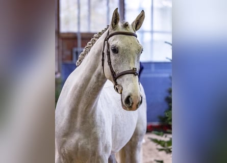 Zangersheide, Caballo castrado, 5 años, 169 cm, Tordo