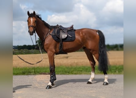 Zangersheide, Caballo castrado, 5 años, 170 cm