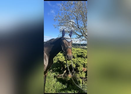 Zangersheide, Caballo castrado, 5 años, 170 cm, Castaño