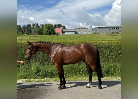 Zangersheide, Caballo castrado, 5 años, 170 cm, Castaño