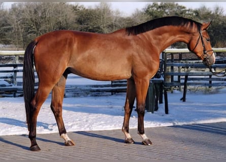 Zangersheide, Caballo castrado, 5 años, 170 cm, Castaño