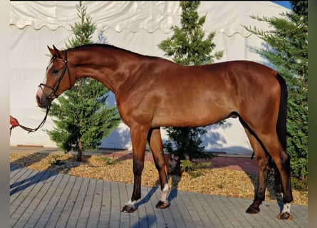 Zangersheide, Caballo castrado, 5 años, 170 cm, Castaño