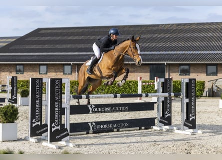 Zangersheide, Caballo castrado, 5 años, 170 cm, Castaño