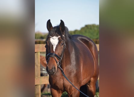 Zangersheide, Caballo castrado, 5 años, 172 cm, Castaño oscuro