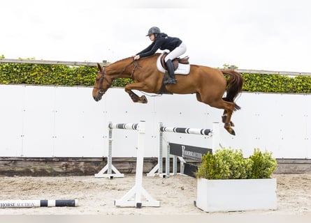 Zangersheide, Caballo castrado, 5 años, 173 cm, Alazán
