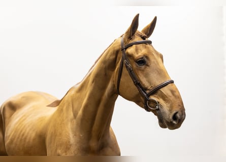 Zangersheide, Caballo castrado, 5 años, 173 cm, Alazán-tostado