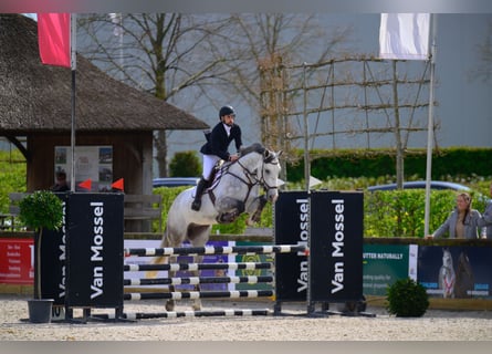 Zangersheide, Caballo castrado, 5 años, 173 cm, Tordo