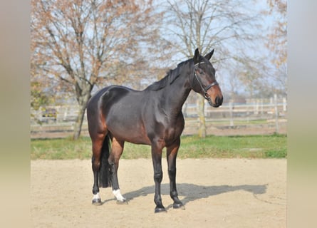 Zangersheide, Caballo castrado, 5 años, 175 cm, Castaño