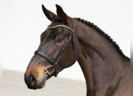 Zangersheide, Caballo castrado, 5 años, 177 cm, Castaño oscuro