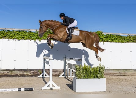 Zangersheide, Caballo castrado, 5 años, 180 cm