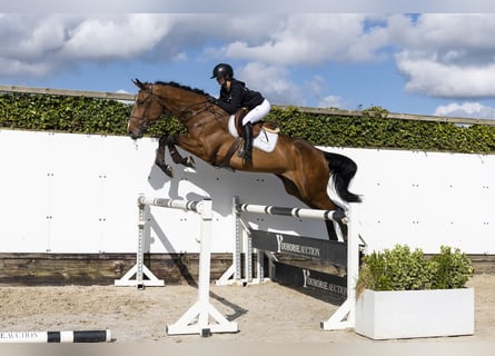 Zangersheide, Caballo castrado, 5 años, 180 cm
